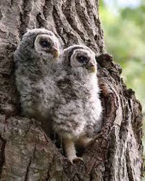 barred owl chicks
